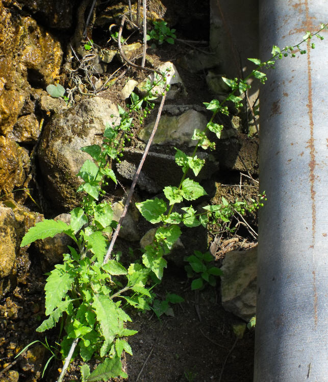 Scrophularia peregrina